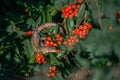 Lizard perched on a vibrant red fruit bush Royalty Free Stock Photo