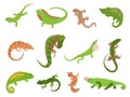 Lizard pet. Tropical reptile animals gecko, chameleon and iguana. Newt and salamander, cute colorful lizards isolated