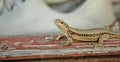 Photography of Podarcis muralis common wall lizard