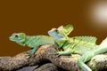 Lizard Plumed basilisk Royalty Free Stock Photo