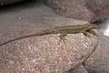 Lizard (podarcis muralis) Royalty Free Stock Photo