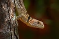 Lizard portrait, with black stripe band. Oplurus cuvieri, collared iguana, wild lizard on the tree, branch. Madagascar. Iguana in Royalty Free Stock Photo