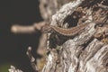 Lizard Portrait Outdoor in the Forest