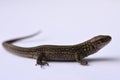 Lizard, predator, hunting, reptiles, salamander, leather goods, hunting, problem skin, changing appearance, growing parts of the b Royalty Free Stock Photo