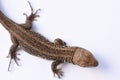 Lizard, predator, hunting, reptiles, salamander, leather goods, hunting, problem skin, changing appearance, growing parts of the b Royalty Free Stock Photo