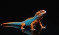 A bright orange and blue lizard sits on a black background, looking towards the right side of the frame Royalty Free Stock Photo