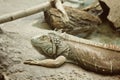 Lizard - Pseudocalotes microlepis, Royalty Free Stock Photo