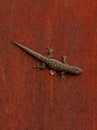 Lizard on the red metal background.