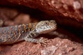 Lizard among the red rocks. Agama of Stoliczka lat. Laudakia stoliczkana is a lizard from the genus of Asian mountain agams Royalty Free Stock Photo