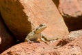 A lizard on red rocks Royalty Free Stock Photo