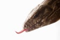 Lizard, red tegu close-up Royalty Free Stock Photo