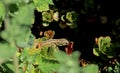 Lizard sunbathing in the garden