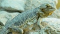 Lizard Reptile Looking Around, Vivarium Scene