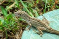 Lizard reptile in Moir Gardens, Kauai, Hawaii