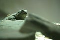 lizard, reptile, reptile, wild, life, animal, rock, nature, wild,