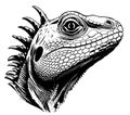 Lizard reptile sketch hand drawn Vector illustration Royalty Free Stock Photo