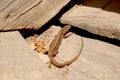 Lizard. Reptile on Wooden Stairs