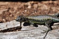 Lizard in Reserva El Cani, near Pucon, Chile Royalty Free Stock Photo