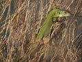 Lizard resting