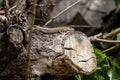 lizard resting on a cut branch, photo taken in trasobares & x28;aragon, spain& x29;