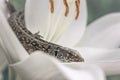 A lizard resting on the lily petal Royalty Free Stock Photo