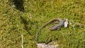 Lizard resting on moss in the woods in April