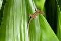 Lizard resting on green leaf in the sun Royalty Free Stock Photo