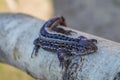 Little lizard resting on a tree branch.