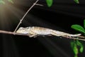 Wild Chameleon at Night Royalty Free Stock Photo