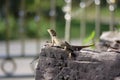 Lizard rise Royalty Free Stock Photo