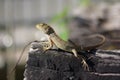 Lizard rise Royalty Free Stock Photo
