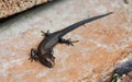 Lizard on the road. Close-up Royalty Free Stock Photo