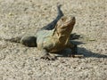 Lizard on road Royalty Free Stock Photo