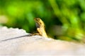 Lizard on the roadside , macro close- up nature animal small. Royalty Free Stock Photo