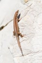 Lizard On A Rock