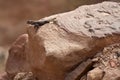 Lizard on rock