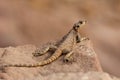 Lizard on rock