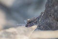 Lizard Rock Agama Hunting Royalty Free Stock Photo