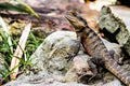 Lizard on Rock Bearded Dragon Royalty Free Stock Photo