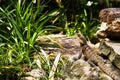 Lizard on Rock 2 Bearded Dragon Royalty Free Stock Photo