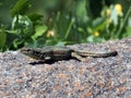 Lizard on rock bridge Royalty Free Stock Photo