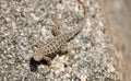 Lizard on a rock - camoflauged Royalty Free Stock Photo