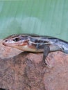 Lizard on rock Royalty Free Stock Photo