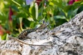 Lizard on a rock with green plants