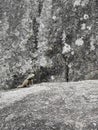 Lizard on a rock Royalty Free Stock Photo