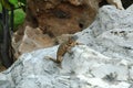 Lizard on rock Royalty Free Stock Photo