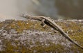 Lizard on a rock with moss outdoors Royalty Free Stock Photo