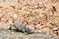 lizard on rock, photo as a background Royalty Free Stock Photo
