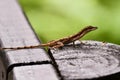 lizard on rock, photo as a background Royalty Free Stock Photo
