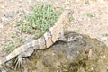lizard on a rock, photo as a background Royalty Free Stock Photo